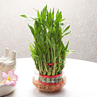 Buy Bedroom Plants Bed Room Plants Online Ferns N Petals